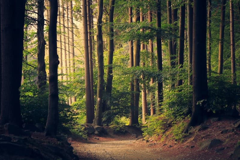 Afforestation
