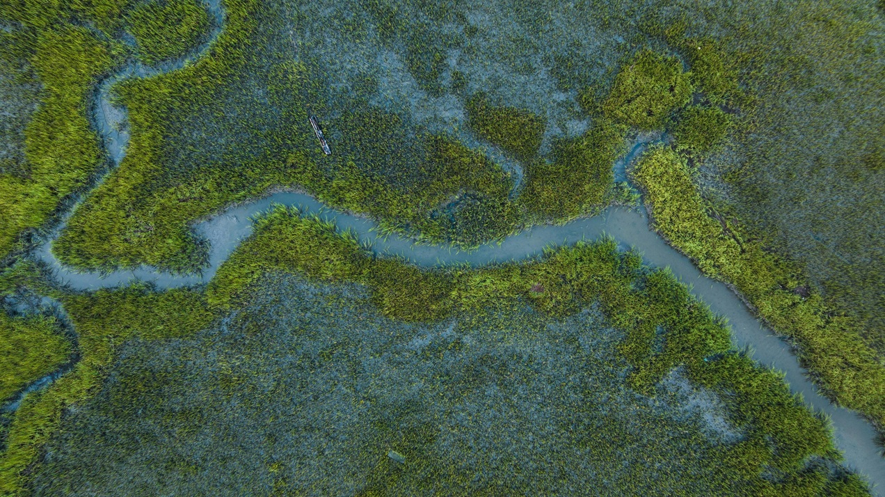 Blue Carbon & Coastal Mangroves