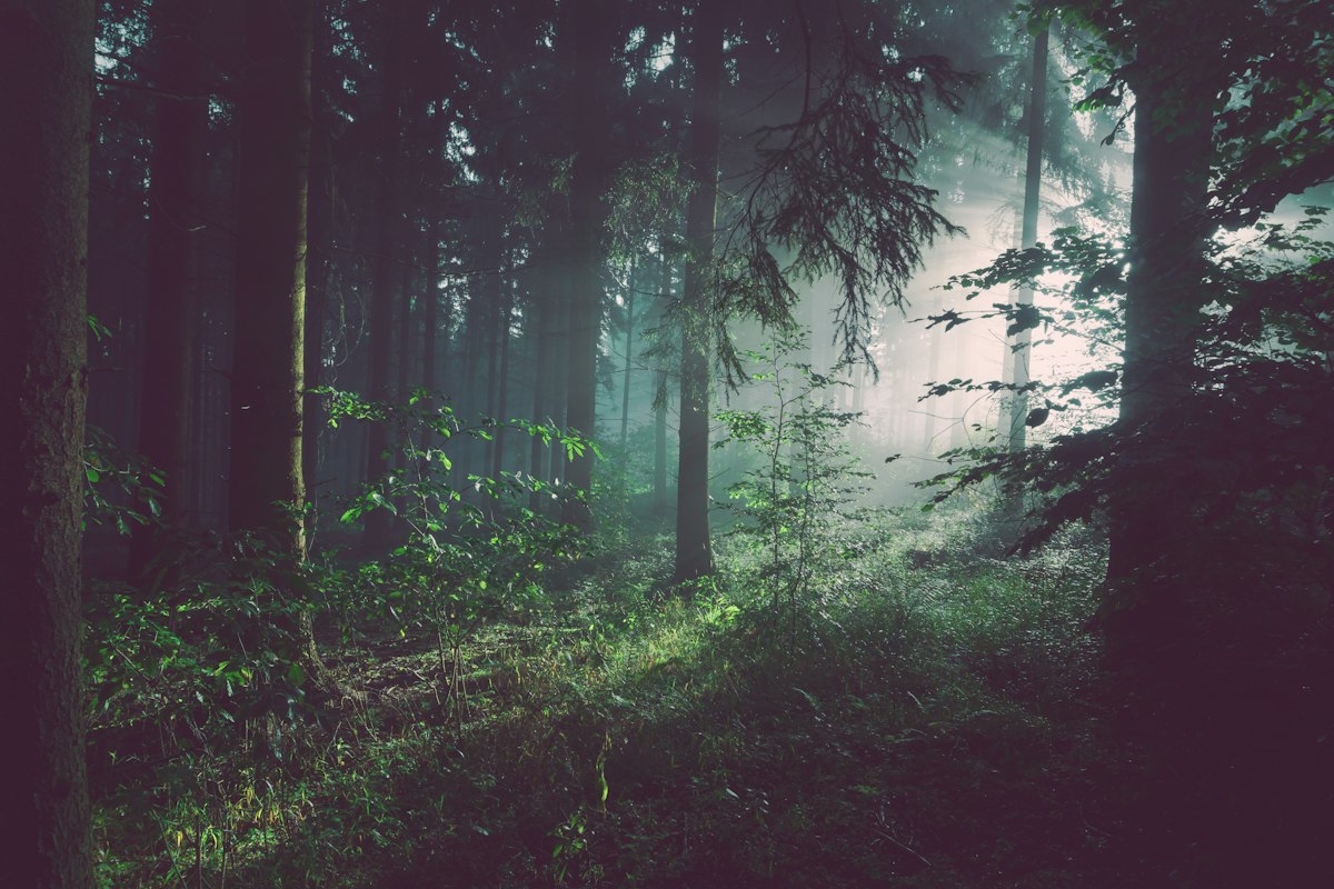 Reforestation & Ecosystem Restoration