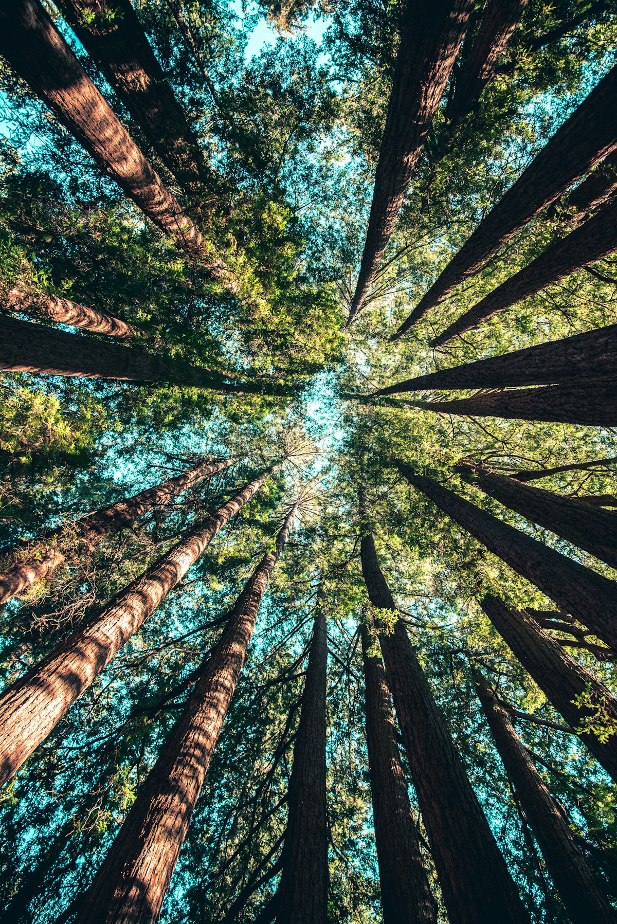 Reforestation & Ecosystem Restoration