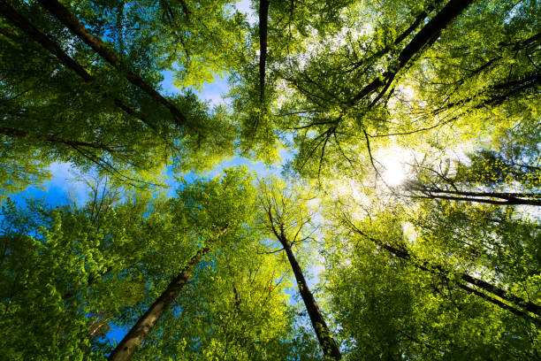 I-REC vs REC vs GO: Which Renewable Certificate Do You Need?
